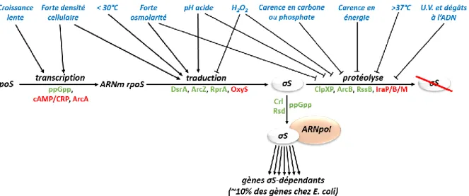 Figure 38 – Rôle central du facteur σS dans la réponse au stress 