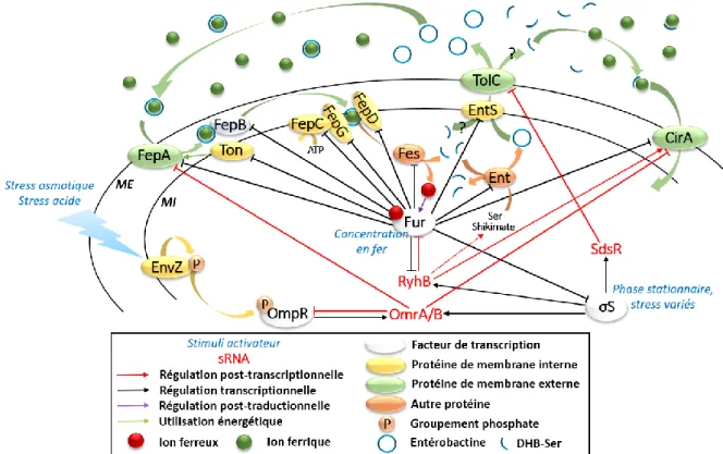 Figure 44 – Régulation de l’expression de fepA et de l’utilisation de l’entérobactine 
