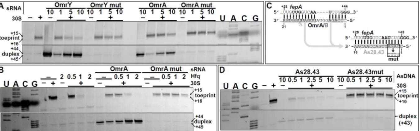 Figure 3. OmrA/B 5'-end inhibits binding of the 30S ribosomal subunit to fepA mRNA. 