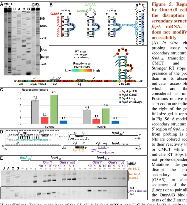 Figure  5.  Regulation  by  OmrA/B  relies  on  the  disruption  of  a  secondary structure in 