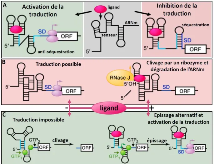 Figure 19 – Diversité des mécanismes de régulation post-transcriptionnelle par des riboswitches 