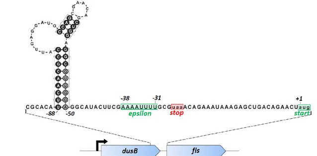 Figure 20 – Une structure activatrice de la traduction en amont du RBS de fis  