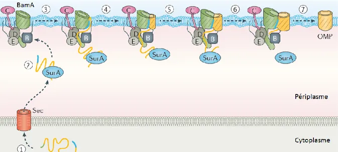 Figure 27 – Modèle de mécanisme d’intégration des OMP à la membrane externe par le complexe  BAM 