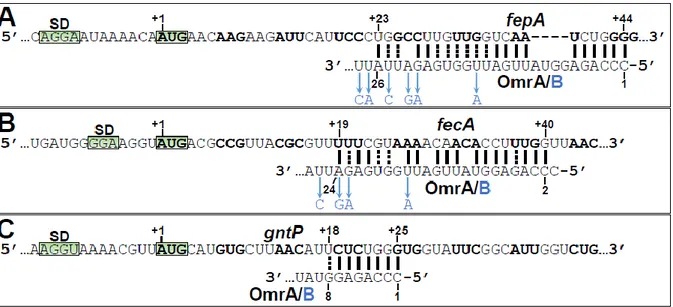 Figure 35 – Prédictions d’appariement in silico entre les OmrA/B et les ARNm fepA, fecA et gntP 