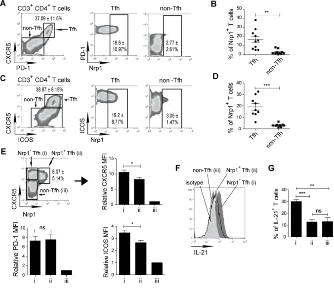 Figure 1. Nrp1 +  CD4 +  T cells have a Tfh phenotype in tonsils.  (A-D) Tfh cells are 