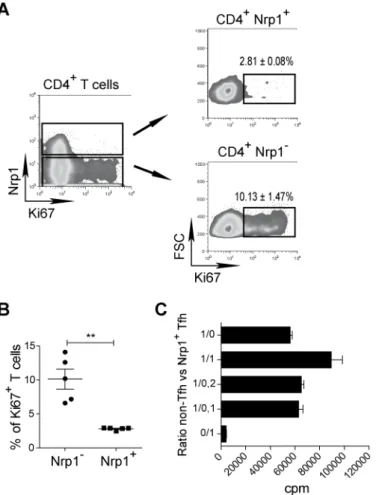 Figure 2. Nrp1 +  T cells do not represent proliferative or regulatory T cells.  (A) Staining of 