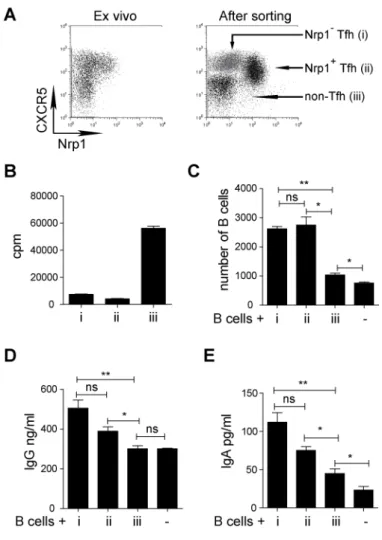 Figure 3. Nrp1 +  Tfh cells have the ability to induce survival and immunoglobulin  production by B cells in vitro