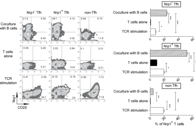 Figure 4. Tfh cells express and maintain Nrp1 during B cells contact.  (A) The expression 