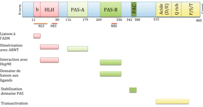 Figure 2: Représentation schématique des différents domaines du récepteur AhR murin  (C57BL/6) et de leurs fonctions respectives