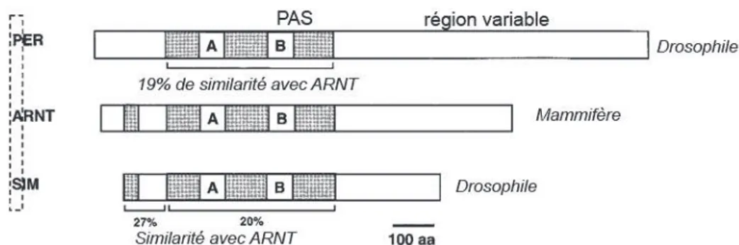 Figure 3: Structure des membres fondateurs de la famille PAS : Per, ARNT et Sim. 