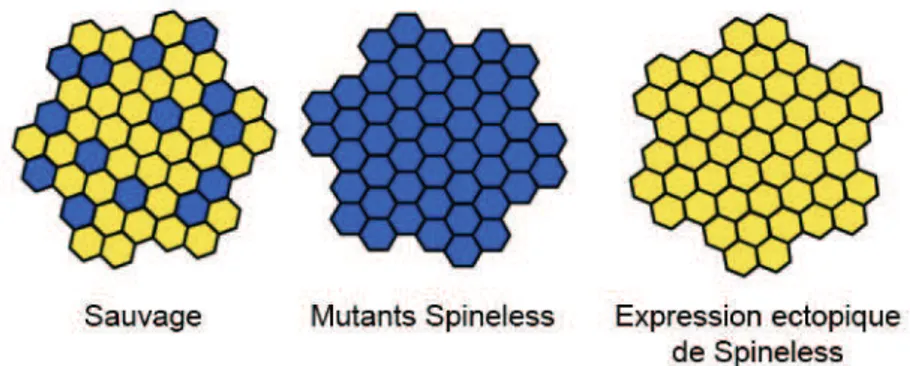 Figure 18: Cartographie et phénotype associé des photorécepteurs des ommatidies chez les  différents mutants Spineless
