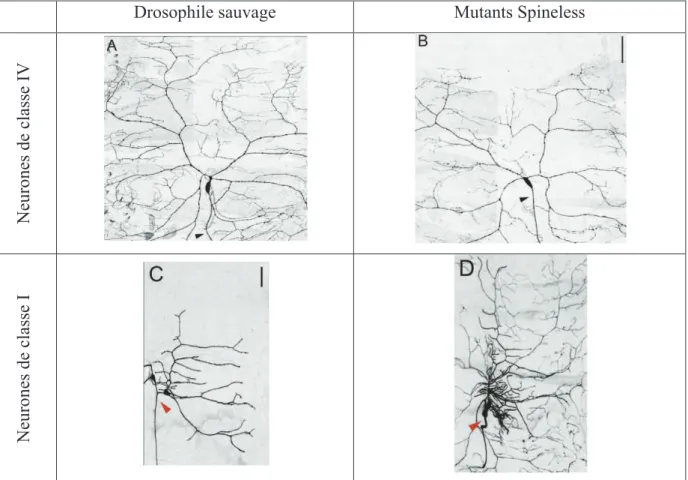 Figure 19: Arborisation dendritique de 2 types de neurones sensoriels chez des drosophiles  sauvages et mutantes Spineless
