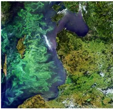 Illustration 6. Photographie satellite d'un épisode de bloom phytoplanctonique en Mer Baltique, prise  par le satellite MERIS le 13 juillet 2005 65