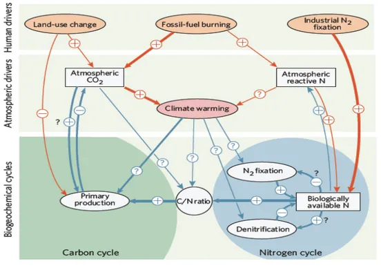 Figure 6. Une représentation des interactions entre perturbations des cycles de l'azote et du carbone à  l'échelle planétaire 79