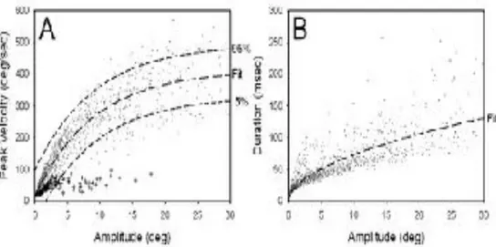 Figure 2. Propriétés dynamiques d’une saccade. Correlation entre le pic de la vitesse et l’amplitude des saccades (A) et  entre la durée et l’amplitude des saccades (B)