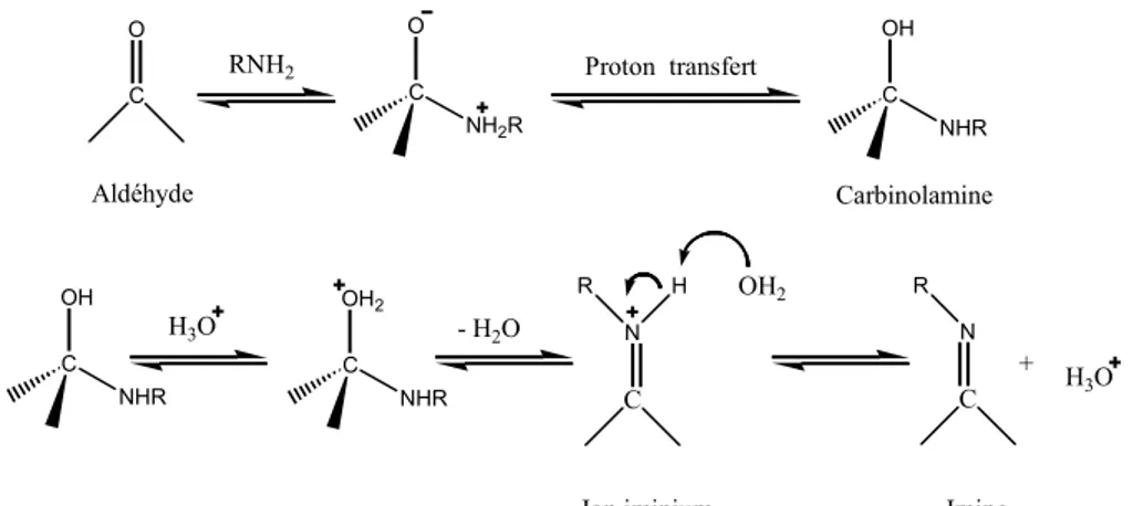 Figure 5. Mécanisme de réticulation du chitosane par formation de liaisons chimiques avec un  aldéhyde [Guo (1998)] 