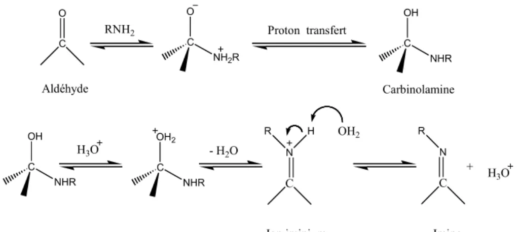Figure 5. Mécanisme de réticulation du chitosane par formation de liaisons chimiques avec un  aldéhyde [Guo (1998)] 