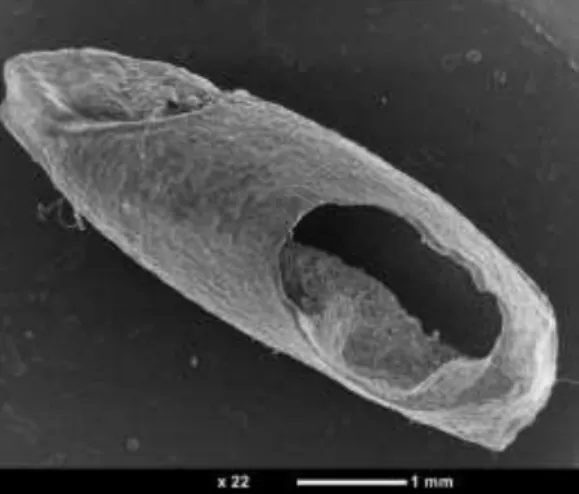 Fig 6 - Observation expérimentale sur Lot de Seigle parasité non carbonisé 