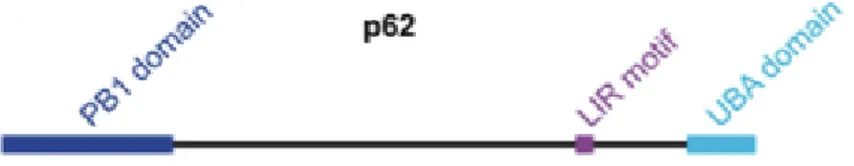 Figure 1.2 – Schematic representation of the p62 domain architecture.
