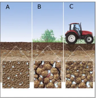 Figure 1.4 – Sch´ ema de diff´erentes structures de sol : (a) : homog`ene, (b) mˆeme sol avec activit´e biologique, (c) : sol soumis au compactage