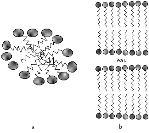Fig. II.3:  Deux structures formées par des molécules amphiphiles. a: micelle; b: phase lamellaire.