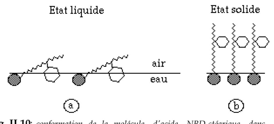 Fig. II.10 :  conformation de la molécule d'acide NBD-stéarique dans la phase liquide (a) et solide (b).