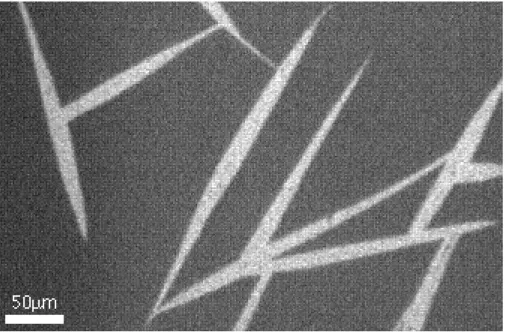 Fig. 12:  Photographie représentant des domaines de forme effilée, observés en microscopie de fluorescence non polarisée.