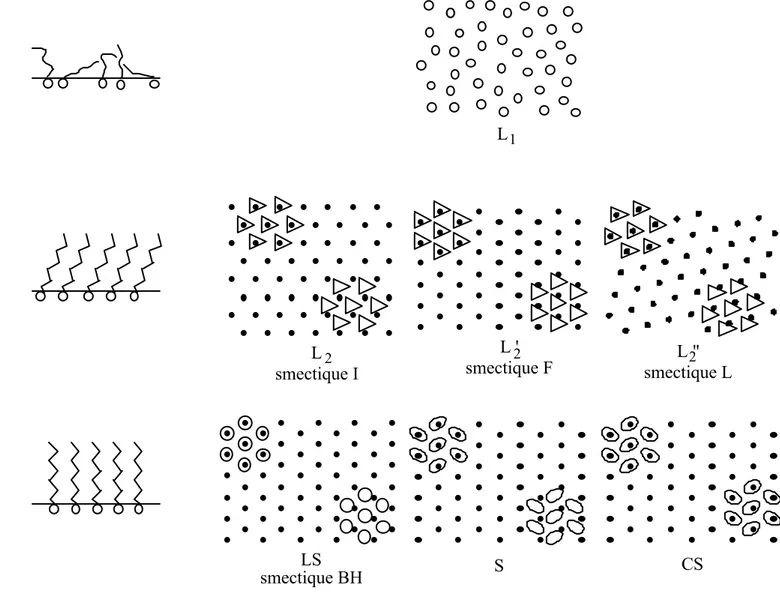 figure I.9 : arrangement des molécules amphiphiles dans les différentes phases du 
