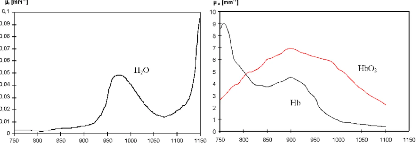 Figure 2.3 : Absorption de l’eau et de l’hémoglobine (à la concentration physiologique) en  fonction de la longueur d’onde (les deux graphiques n’ont pas la même échelle en ordonnée)