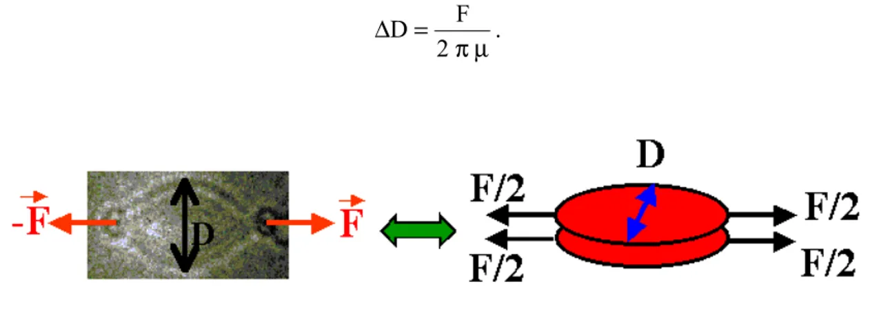 Figure 3.2 : Le globule rouge discoïde est modélisé par la superposition de deux disques plans  parallèles