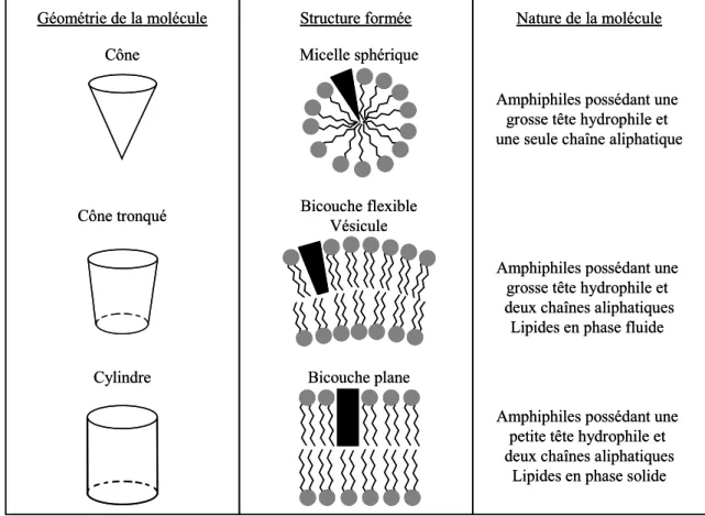 Figure I-2 : Quelques unes des structures que peuvent former les molécules  