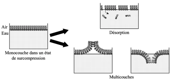 Figure I-5 : Comportement d’une monocouche d’amphiphiles au delà de la pression de collapse