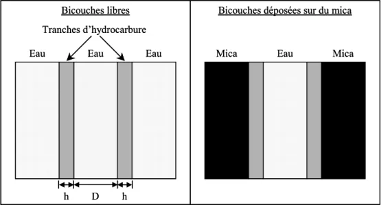Figure I-10 : Modèles utilisés pour étudier l’interaction de van der Waals entre deux bicouches