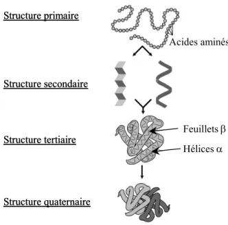 Figure I-28 : Structure des protéines.   D’après :  http://www.accessexcellence.org/AB/GG/   Structure tertiaireStructure quaternaireStructure secondaireHélices αFeuillets βAcides aminésStructure tertiaireStructure quaternaireStructure secondaireHélices αF