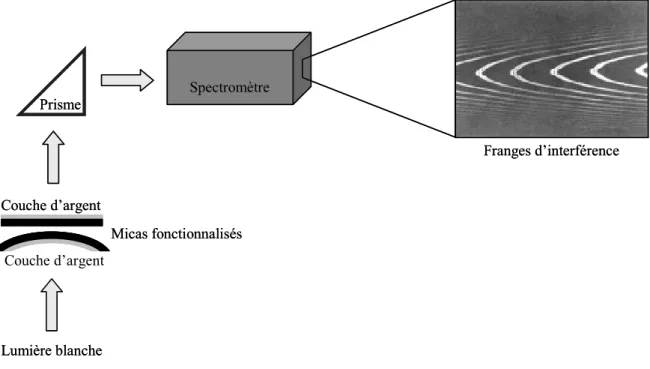 Figure II-3 : Interféromètre de type Fabry-Perot formé par les deux surfaces de mica argentées