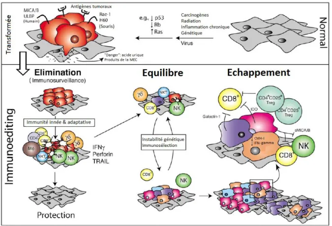 Figure 2 : Les trois étapes de la théorie de l’immunoédition. Adaptée de Dunn GP et al (27)