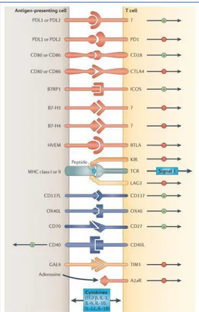 Figure 3 : Molécules de costimulation inhibitrices et activatrices régulant les réponses des lymphocytes T