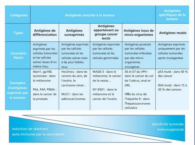 Figure 5 : Classes d’antigènes tumoraux en fonction de leurs caractéristiques. Adaptée de Blanc C et al (62)