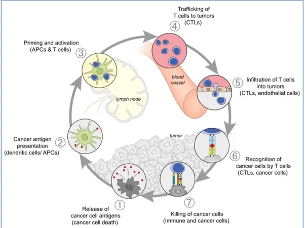 Figure 6 : Le cycle du cancer. Adaptée de Chen et al (28). 