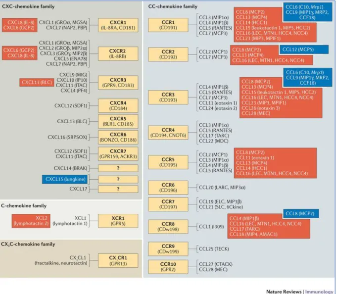 Figure 9 : Chimiokines et récepteurs associés. Adaptée de Nagarsheth N et al (110). 