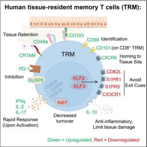 Figure 10 : Phénotype et fonctionnalité associés aux Trm humains. Adaptée de Kumar BV et al (199)