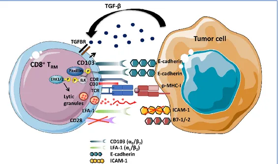 Figure 12 : Rôle de CD103 dans la fonction cytotoxique antitumorale des lymphocytes T CD8+ Trm