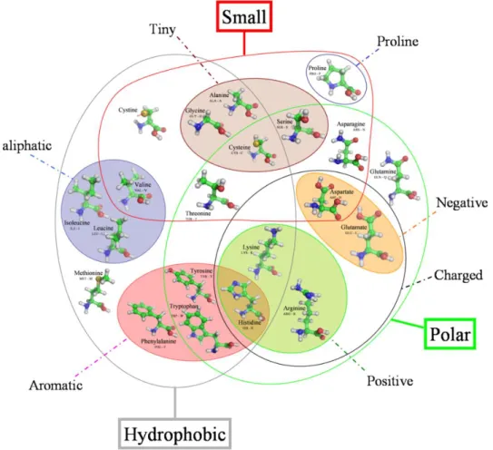 Figure 1 Structure et classification des 20 acides aminés naturels présents dans l'organisme humain selon les propriétés  chimiques [1]