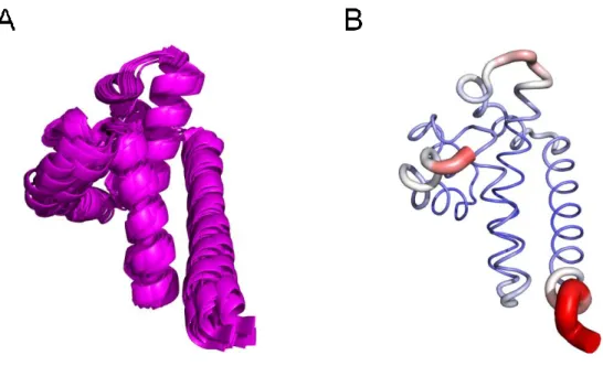 Figure 9 Illustrations 3D de la protéine co-chaperone CDC37 résolu par A. RMN (code PDB 2k5b) et par B