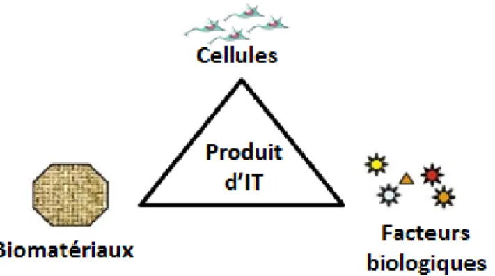 Figure 1: Le triangle de l’ingénierie tissulaire (adapté de Van Griensven and Lemoine, 2009)