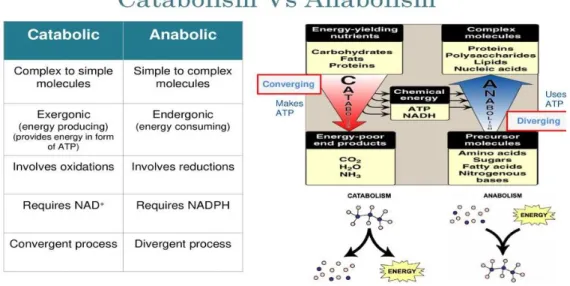 Figure 6: Catabolisme et anabolisme, deux mécanismes complémentaires pour l’équilibre du métabolisme 