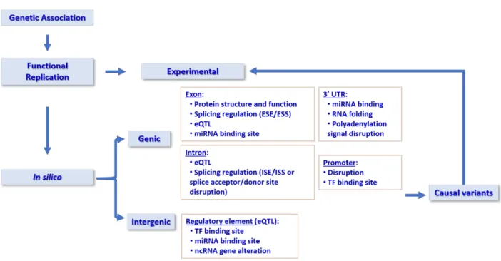 Figure 4. Functional annotation of the detected genetic associations for the diseases/trait