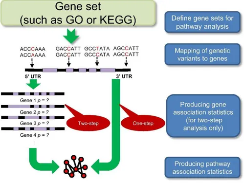 Figure 5.A general workflow for pathway analysis. A set of pre-defined gene-set should be selected from 