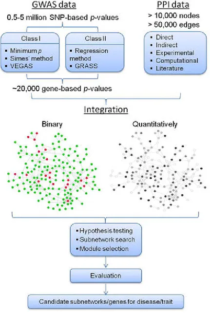 Figure 8. Overview of the network analysis. GWAS data is used to generate gene-based P-values firstly