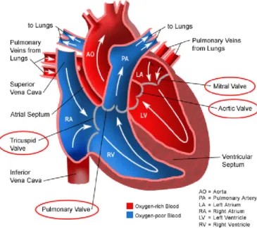 Figure  9.  Drawing  of  a  normal  heart  illustrating  chambers  and  valves  locations